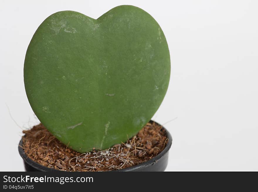 Isolated heart cactus in the white background