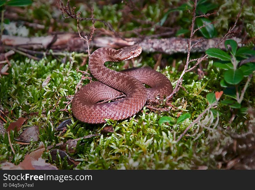 Snake curtailed into a spiral on a wood glade