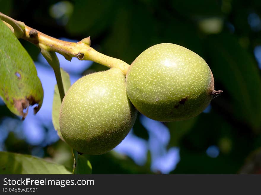 Walnuts on tree. Close up