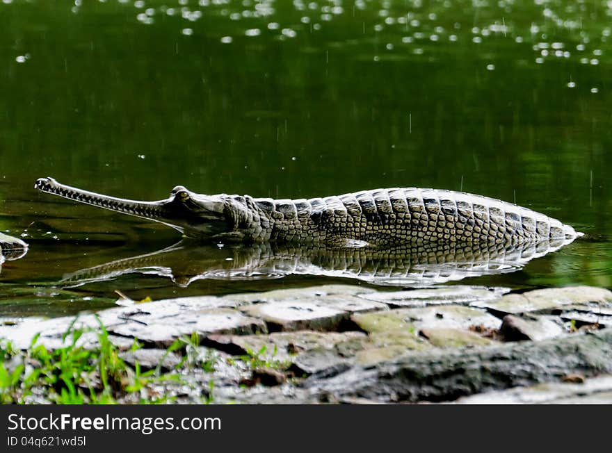 Gavial resting in the water. Gavialis gangeticum. Gavial resting in the water. Gavialis gangeticum