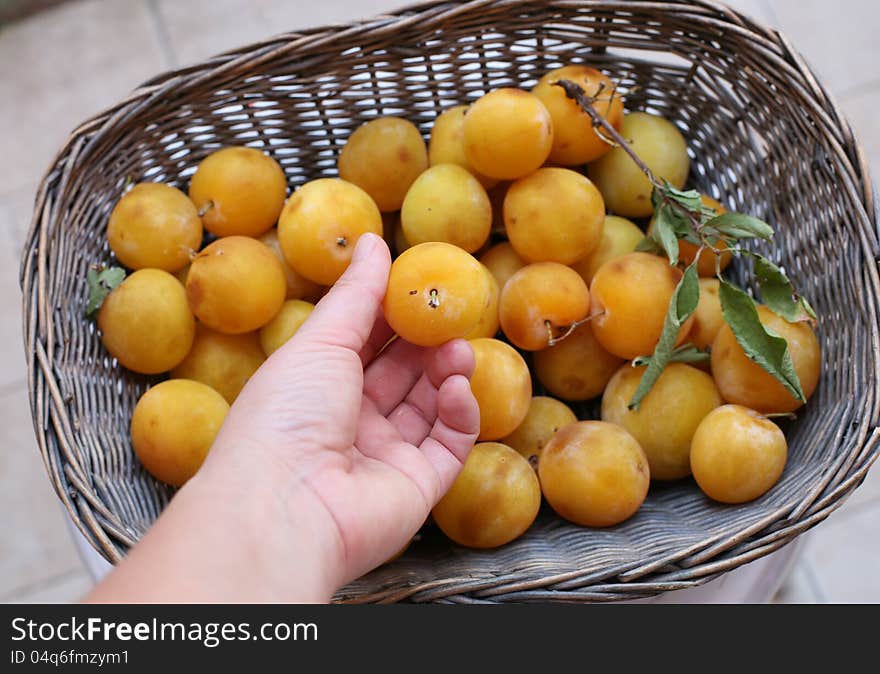 Basket with  yellow ripe plums