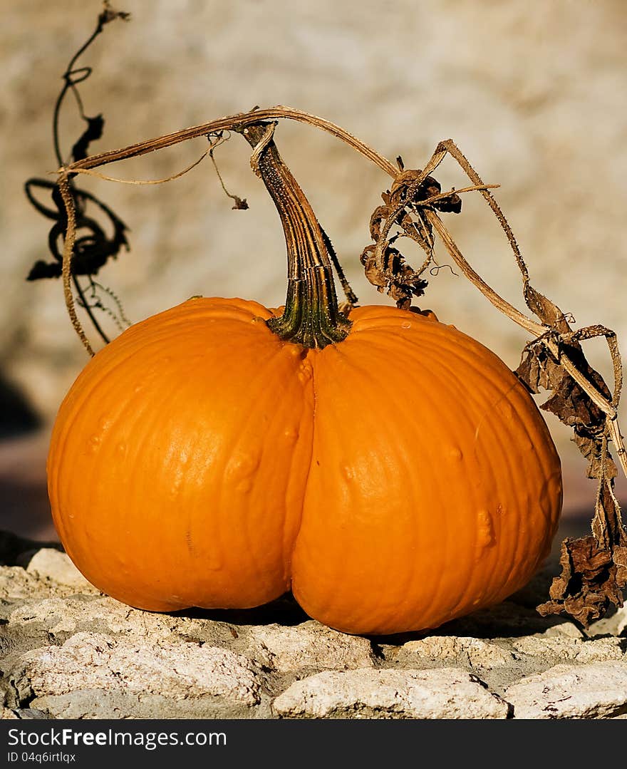 Autumn harvest, ripe pumpkin, halloween. Autumn harvest, ripe pumpkin, halloween