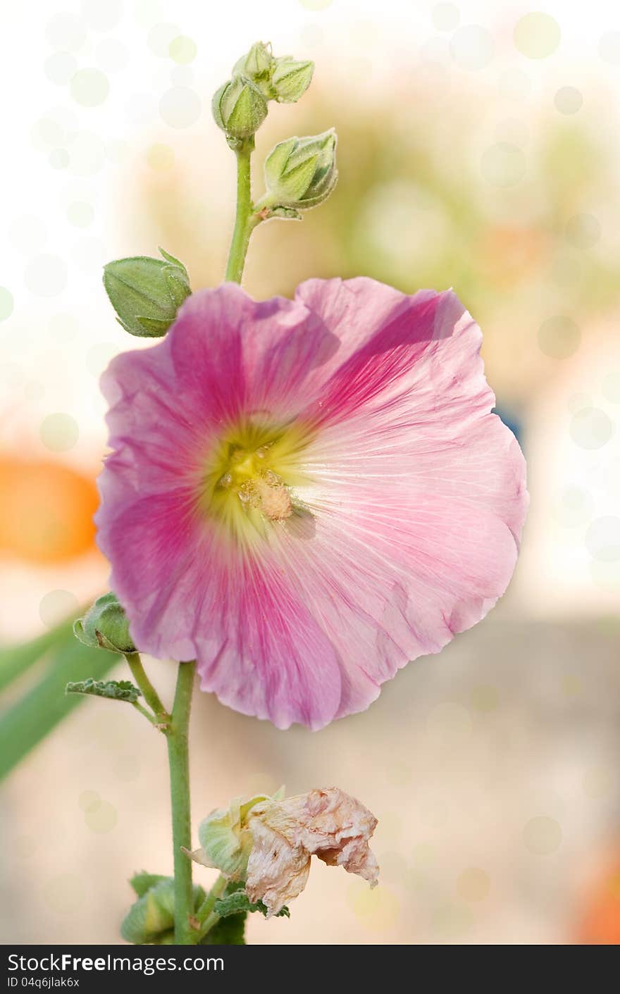 Beautiful spring background wild flower.