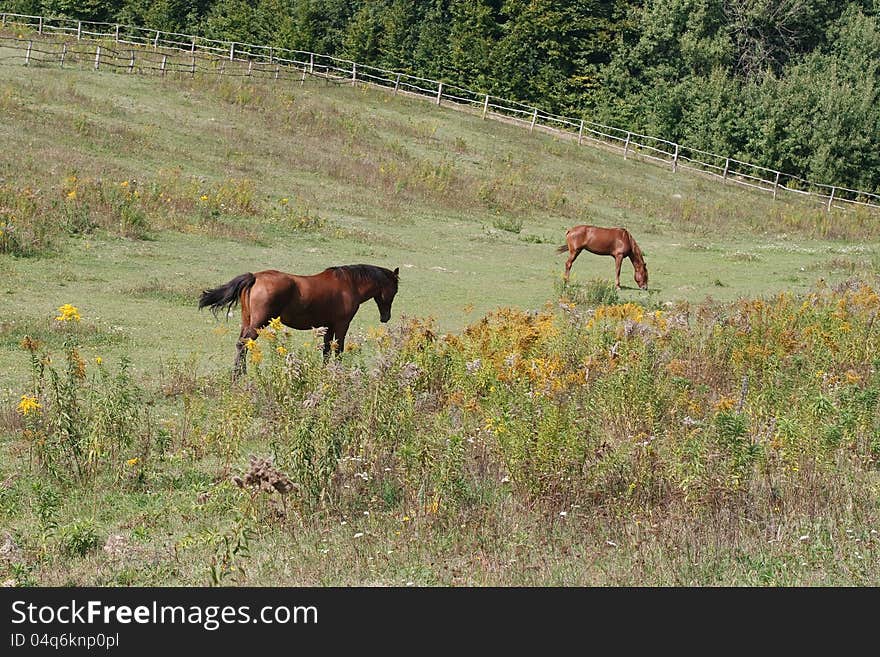 Two horses grazing on summer pasture