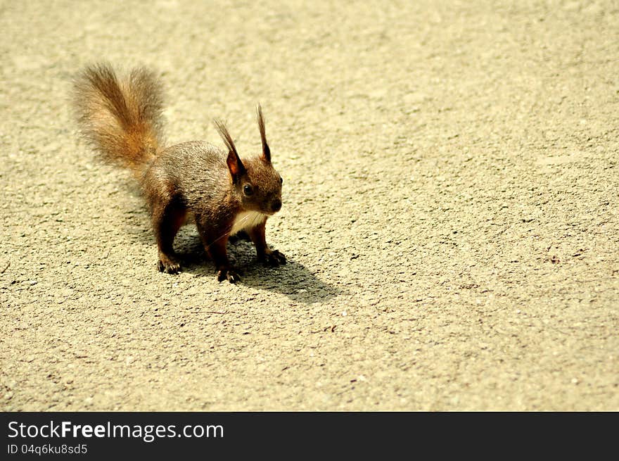 A picture of a squirrel with a curious face