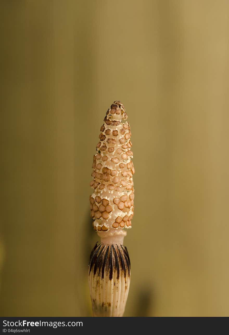 Common horsetail rising of the lake