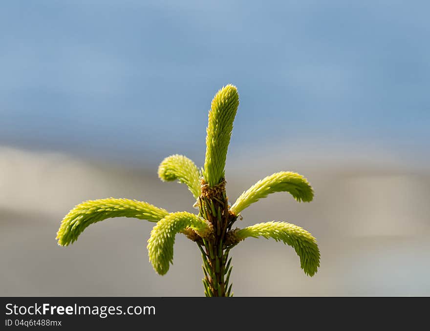 The very top of young tree