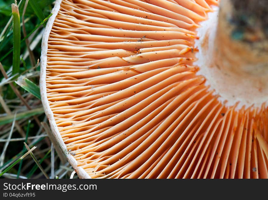 Lactarius Deliciosus