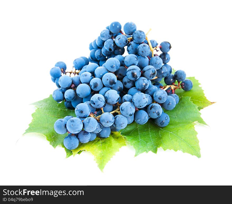 Blue grape clusters with leaves