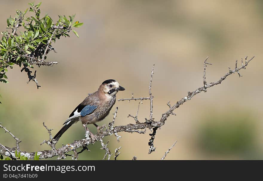 Jay on the branch of a tree. Jay on the branch of a tree