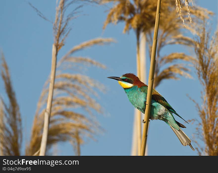 Bee eater on the reed. Bee eater on the reed