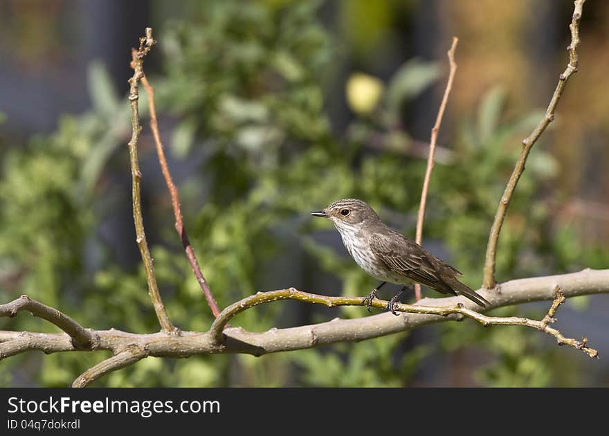 Spotted Flycatcher