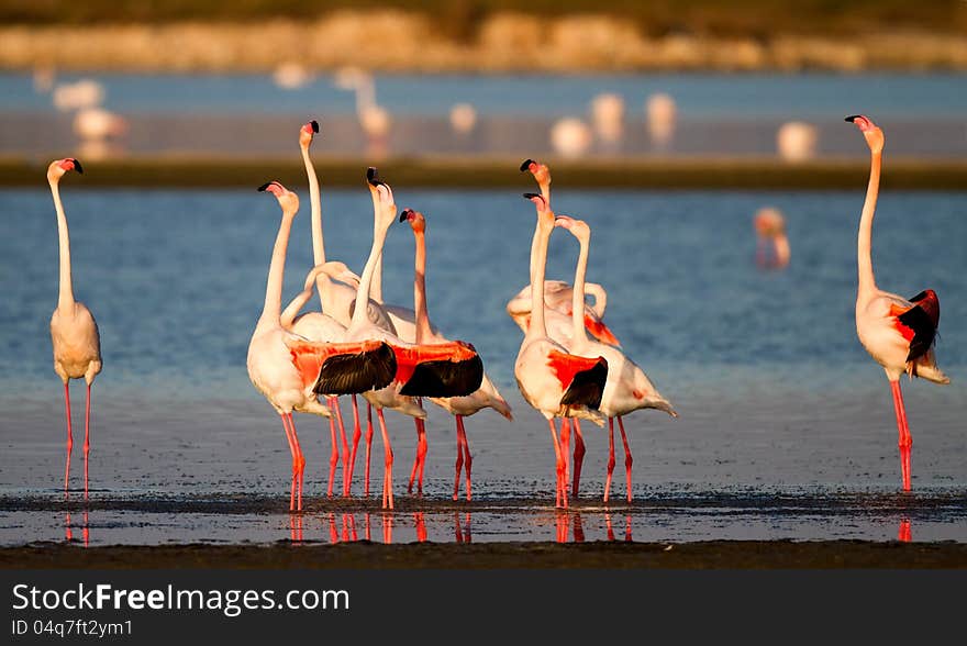 Ritual of the Flamingos by the Pond. Ritual of the Flamingos by the Pond