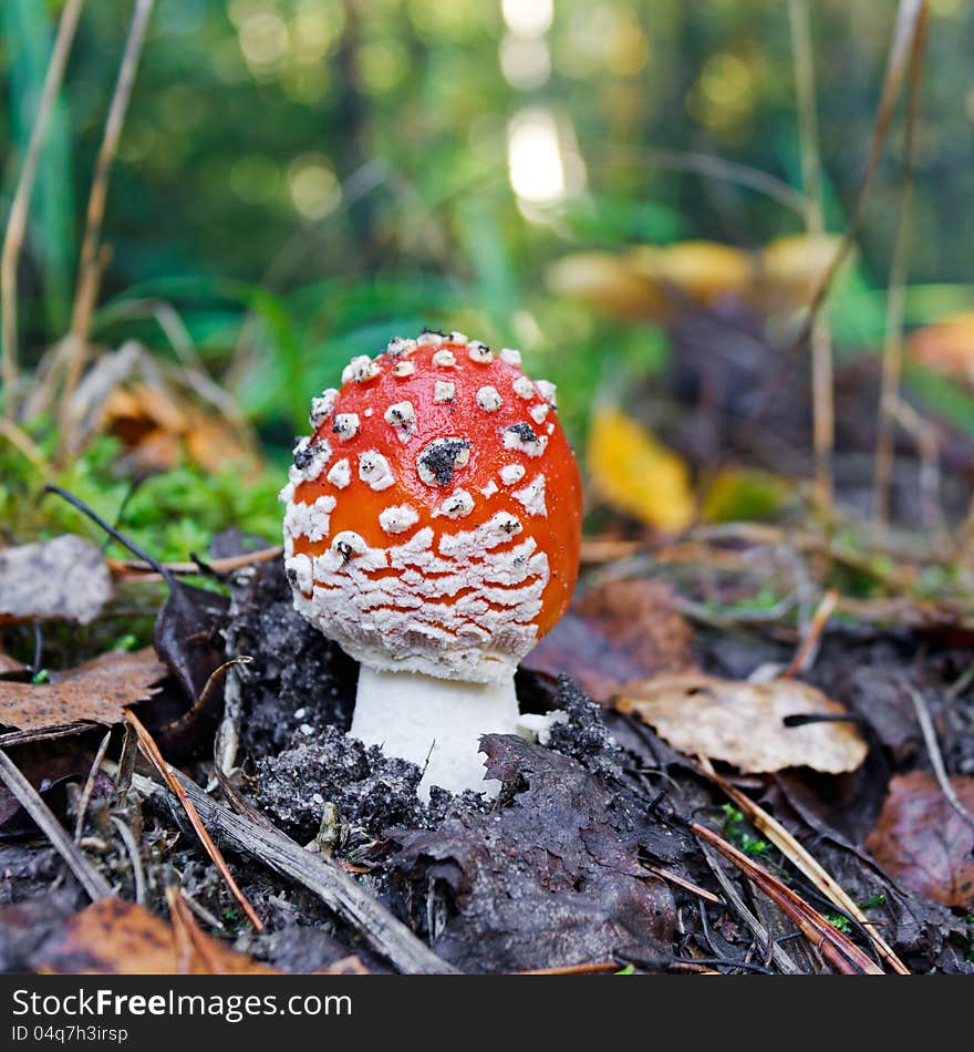 The red fly-agaric growing in wood in the autumn