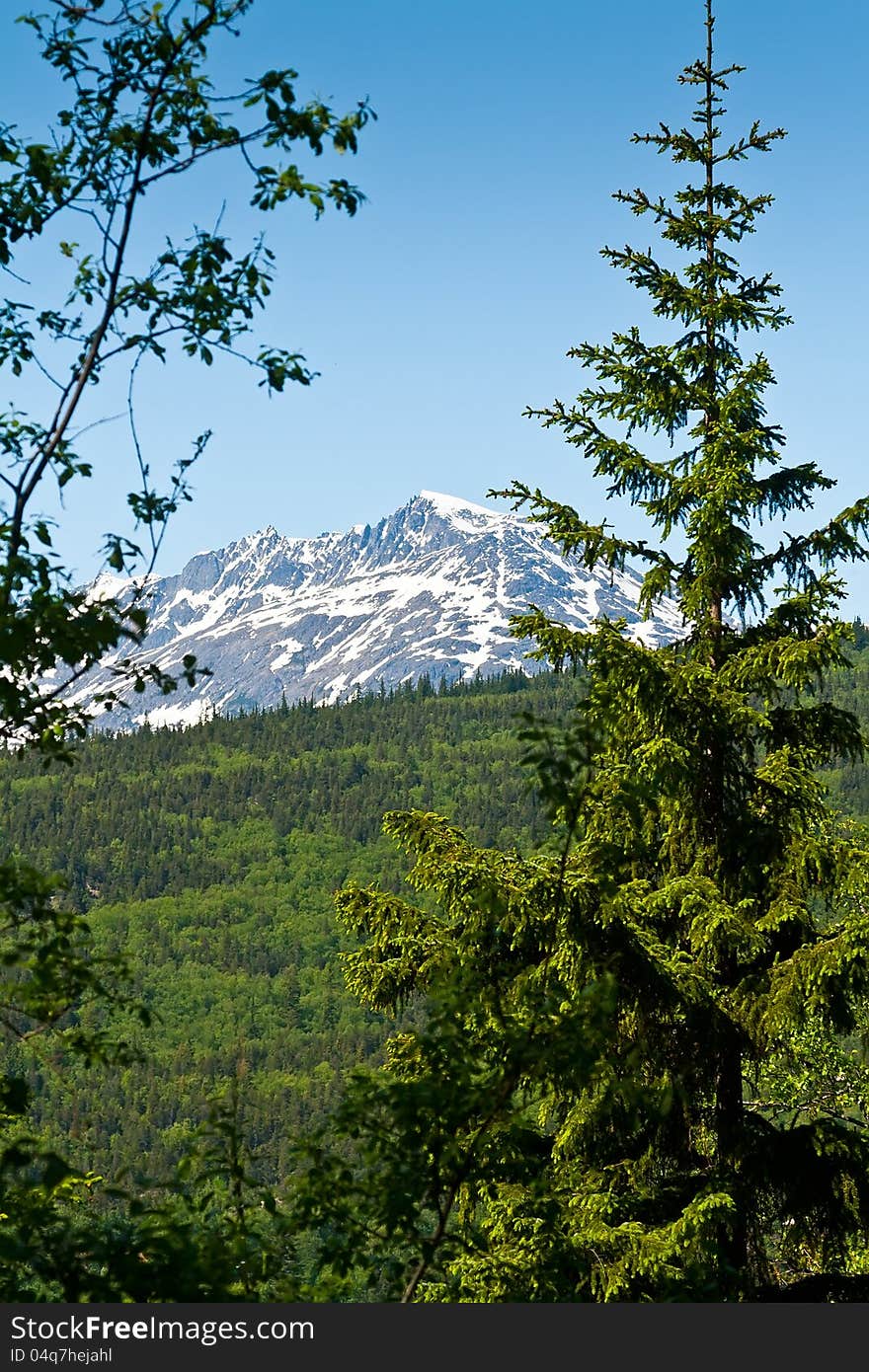 Forest And Mountains In Skagway, Alaska