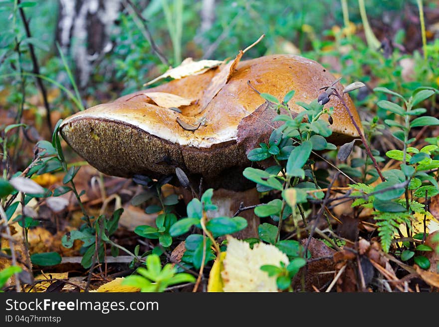 The old cepe growing in wood in the autumn