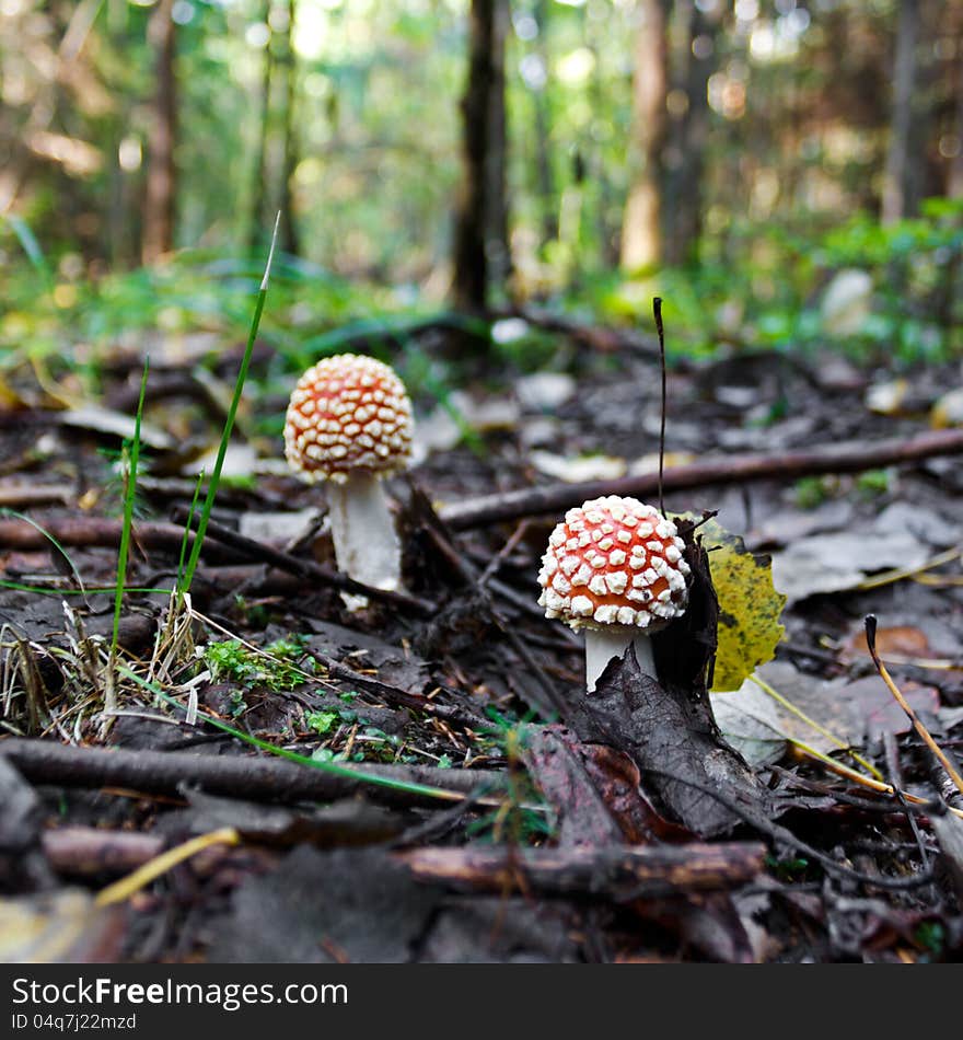 The red fly-agarics, growing in wood in the autumn