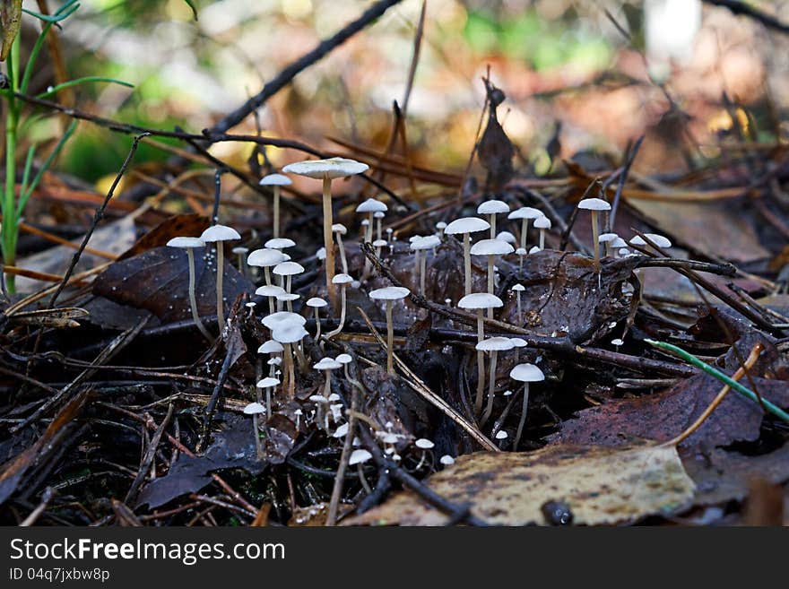 Shallow inedible mushrooms