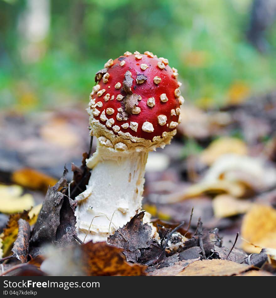 The red fly-agaric growing in wood in the autumn