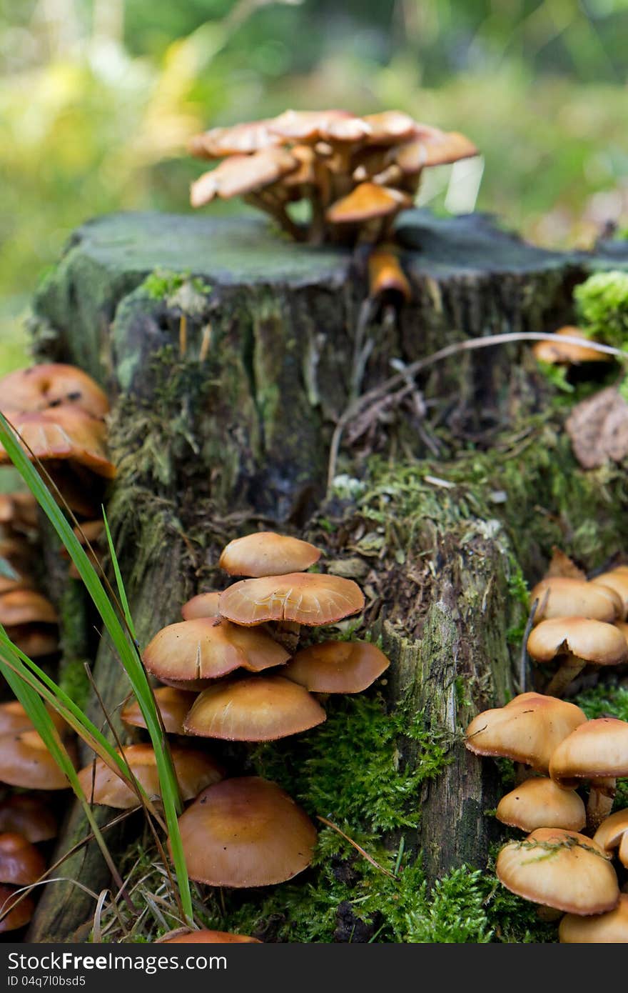 Mushrooms At A Stump