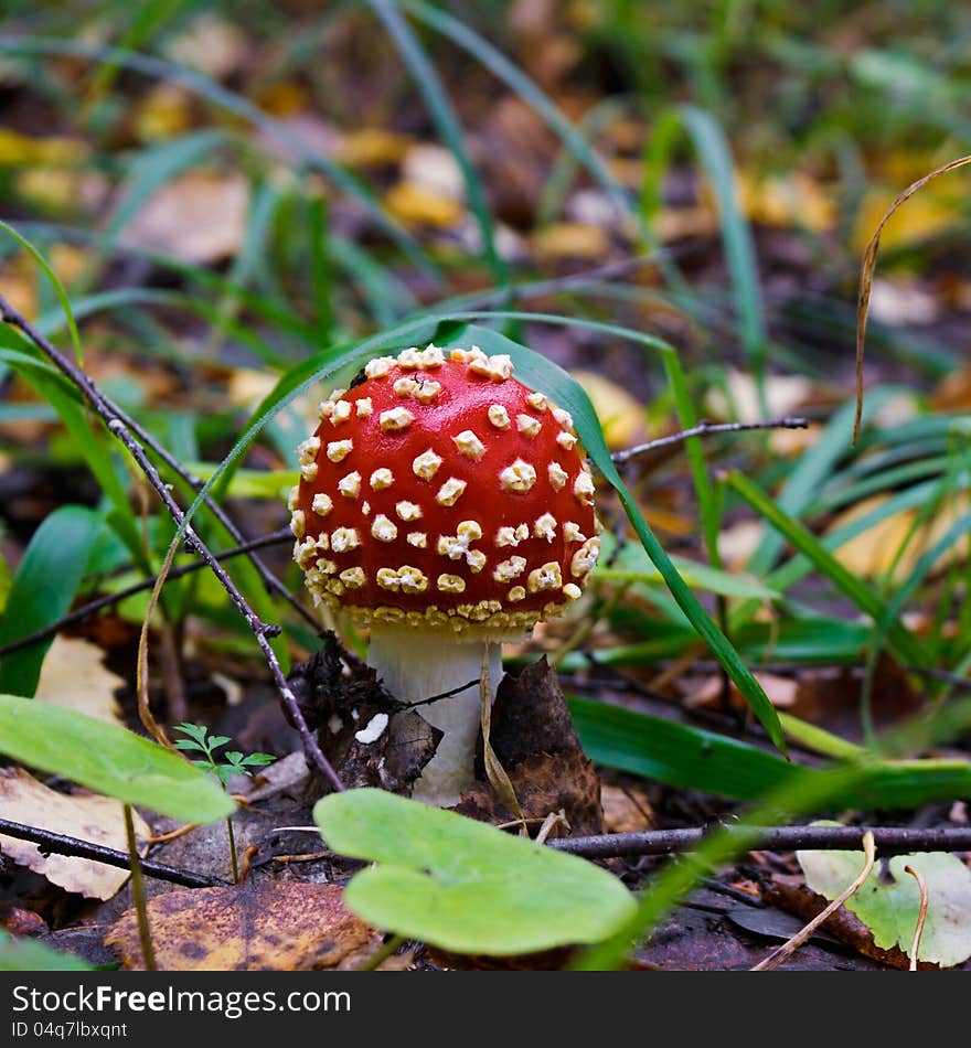 The red fly-agaric growing in wood in the autumn