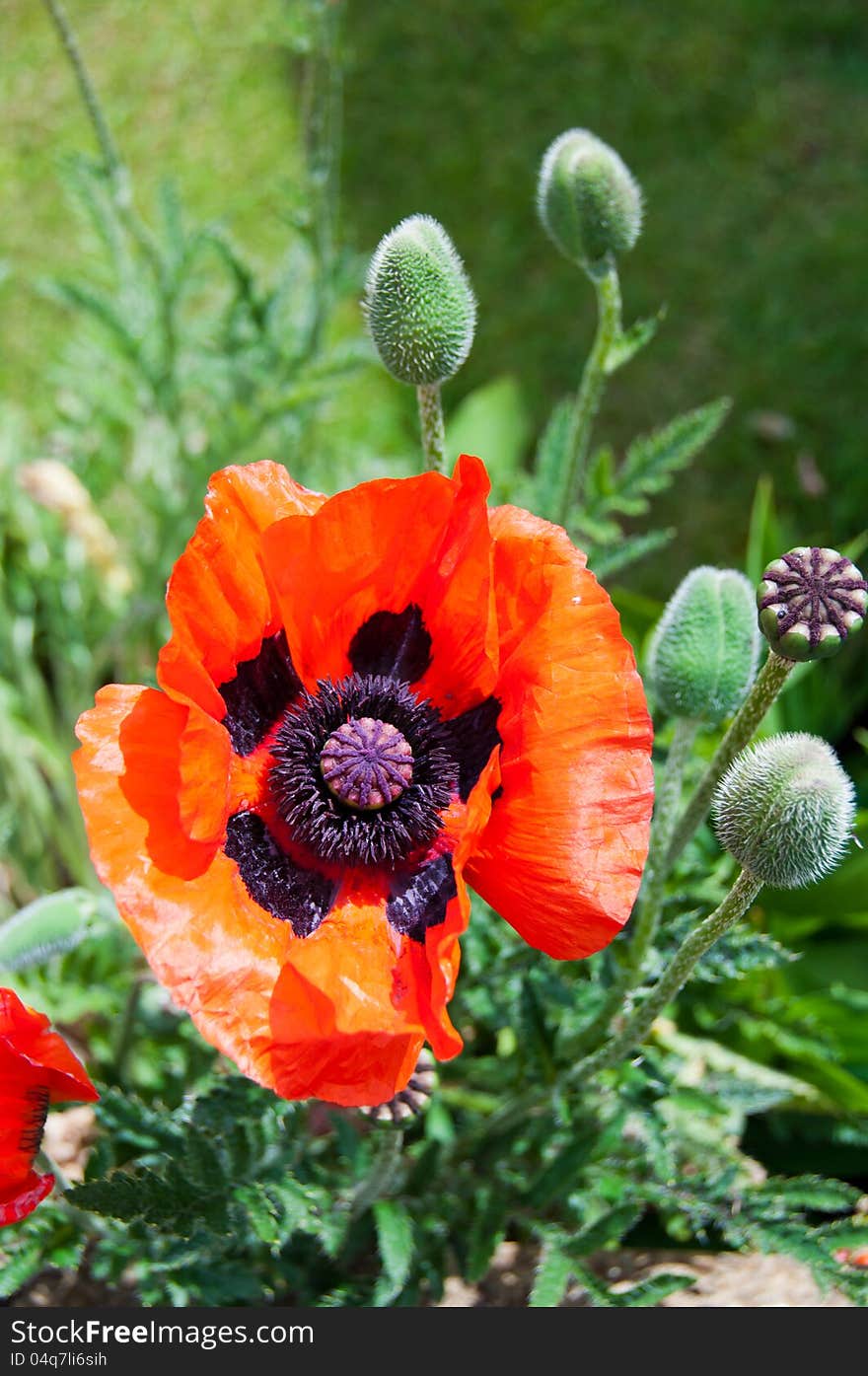 Vertical closeup of a single poppy. Vertical closeup of a single poppy