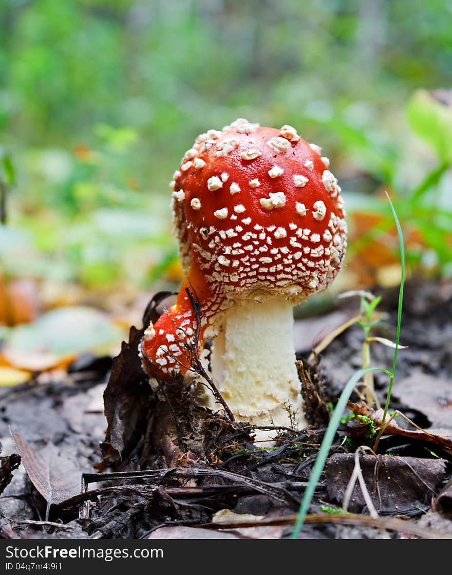 The red fly-agaric growing in wood in the autumn