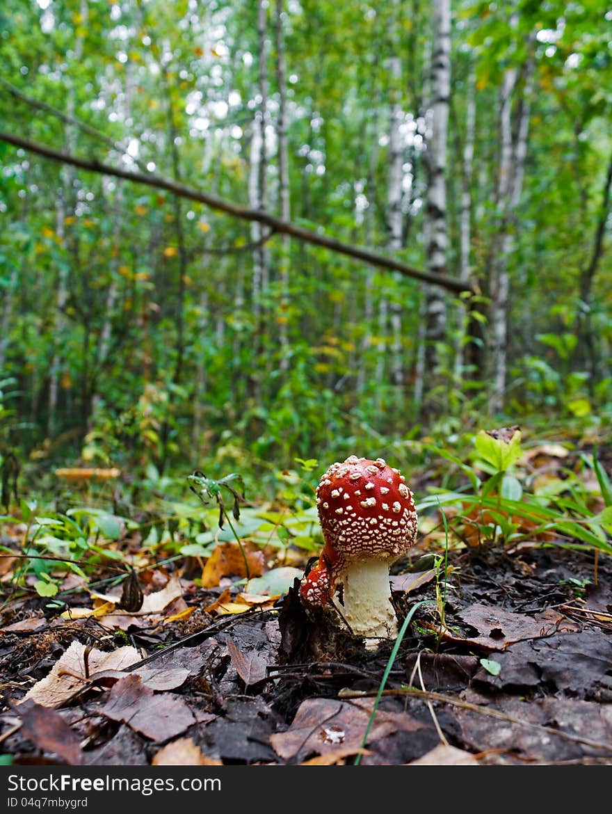 The red fly-agaric growing in wood in the autumn