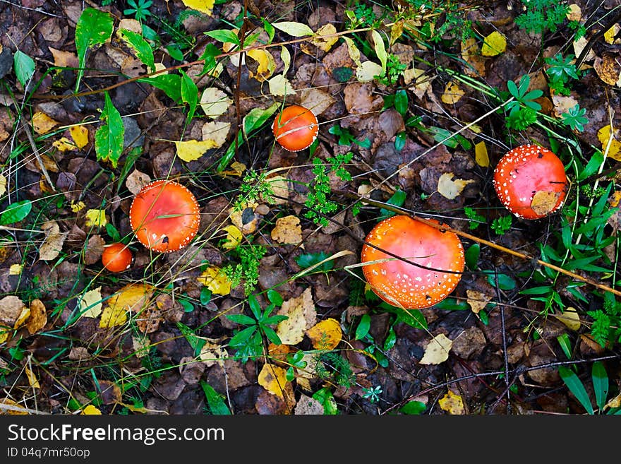 The red fly-agarics, growing in wood in the autumn