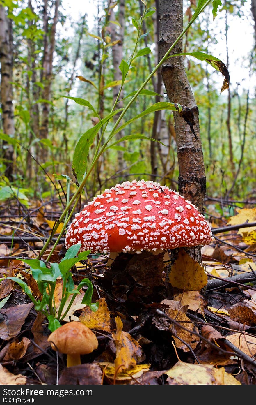 The red fly-agaric, growing in wood in the autumn