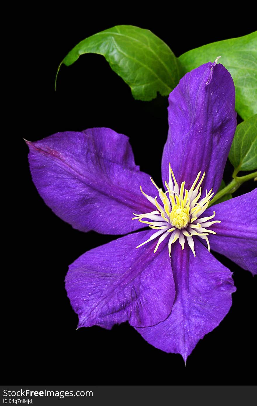 Clematis