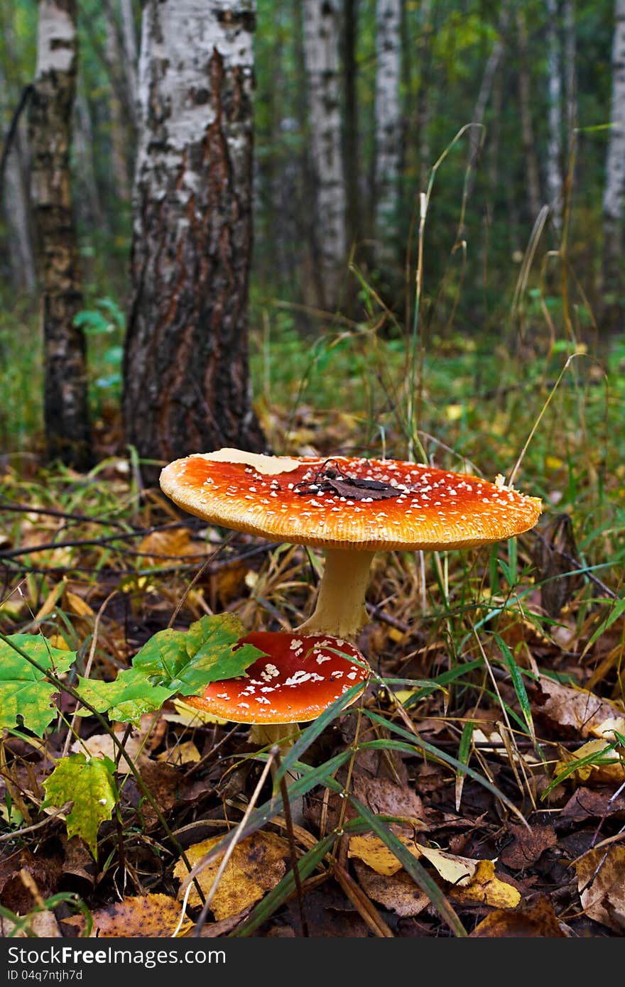 The red fly-agarics, growing in wood in the autumn