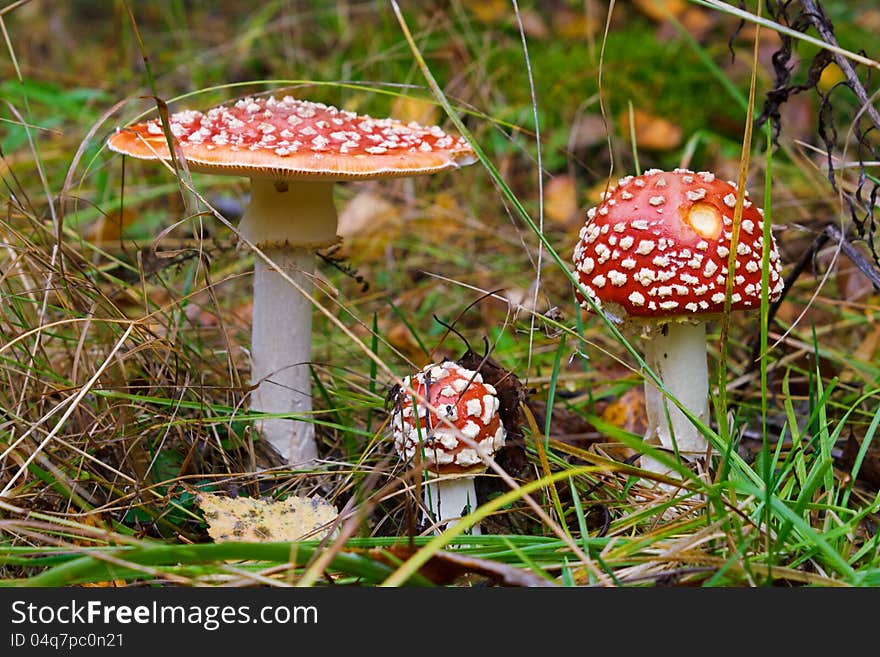 The red fly-agarics, growing in wood in the autumn