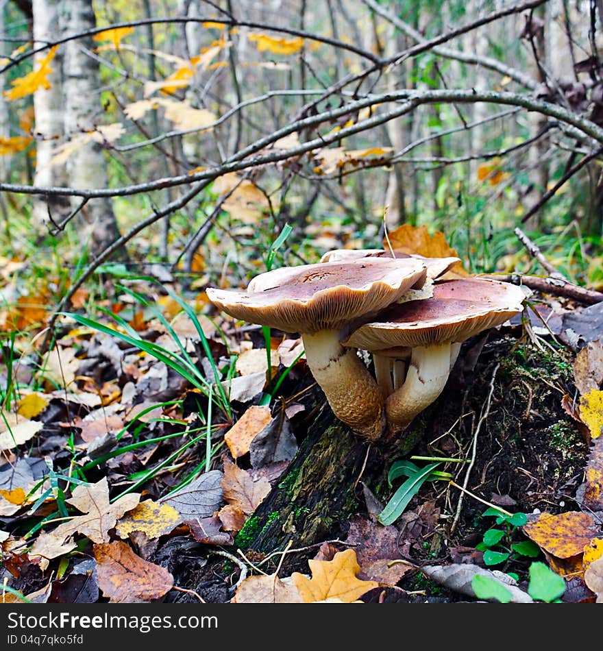 Bunch of inedible mushrooms