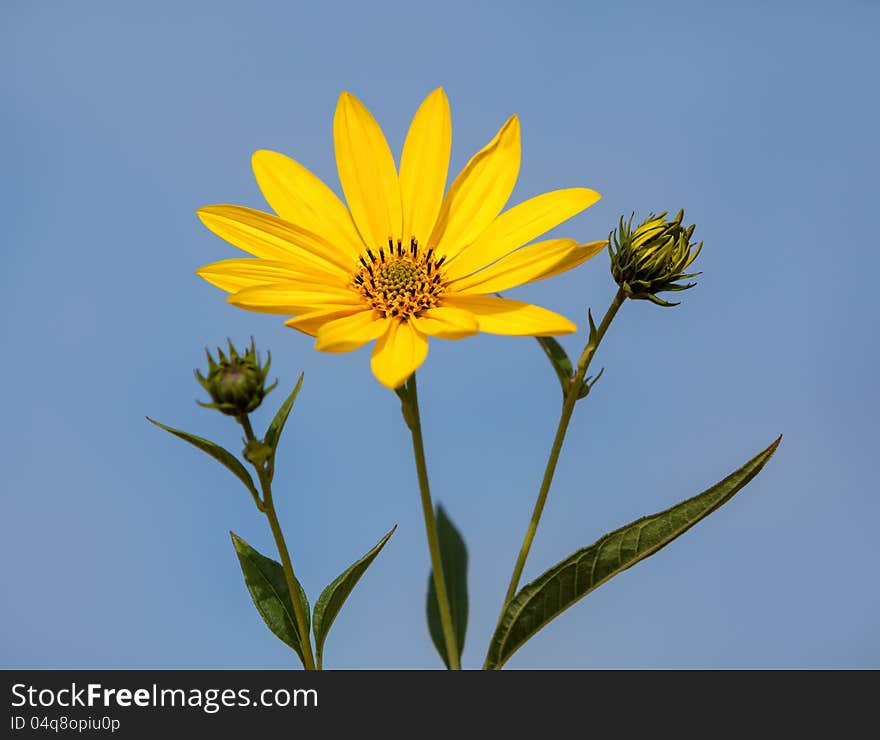 Jerusalem Artichoke.  Topinambur