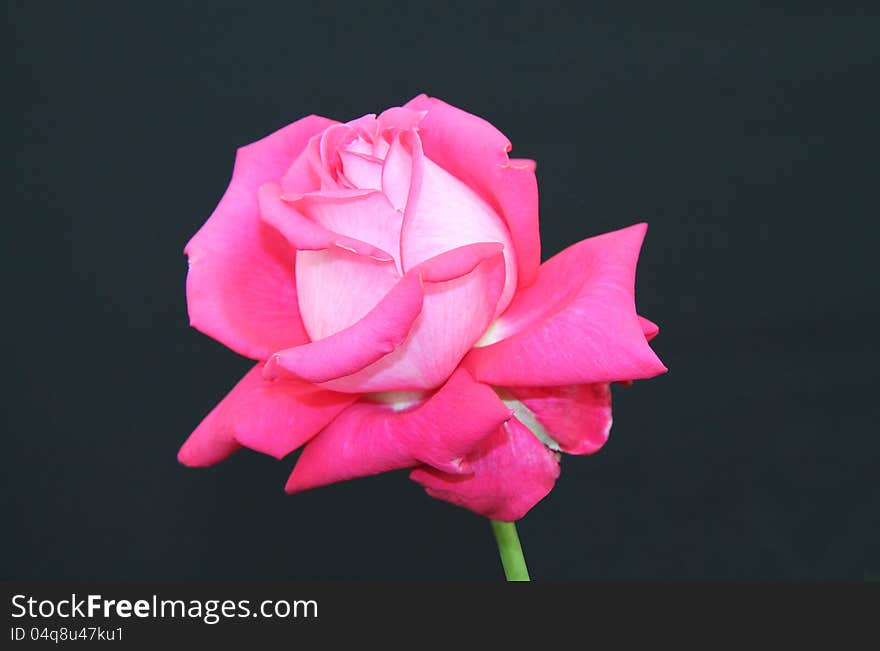 A Beautiful Pink Flower Head of a Rose.