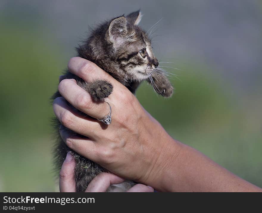 Small cat in female hands. Small cat in female hands