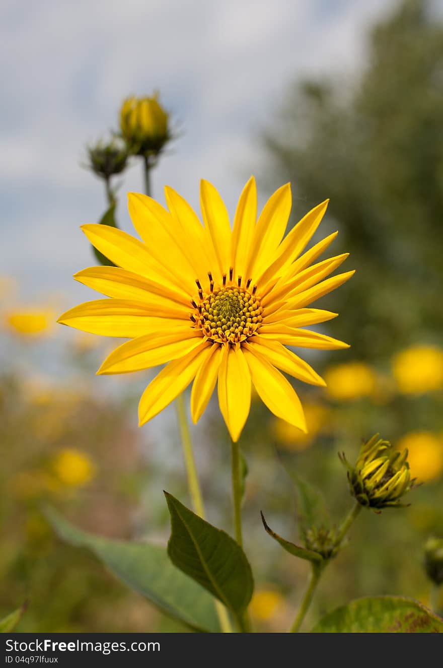 Topinambur. Jerusalem artichoke on soft nature background