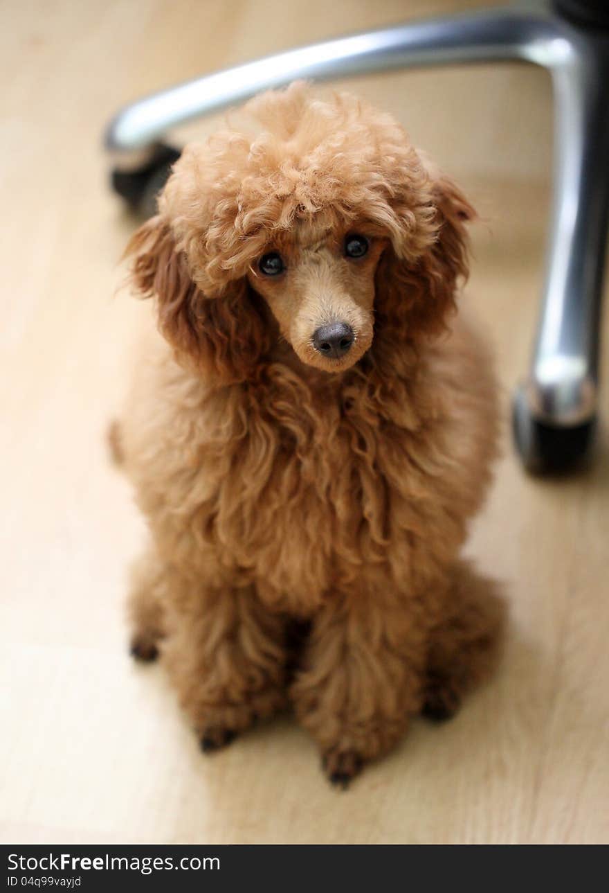 Toy poodle