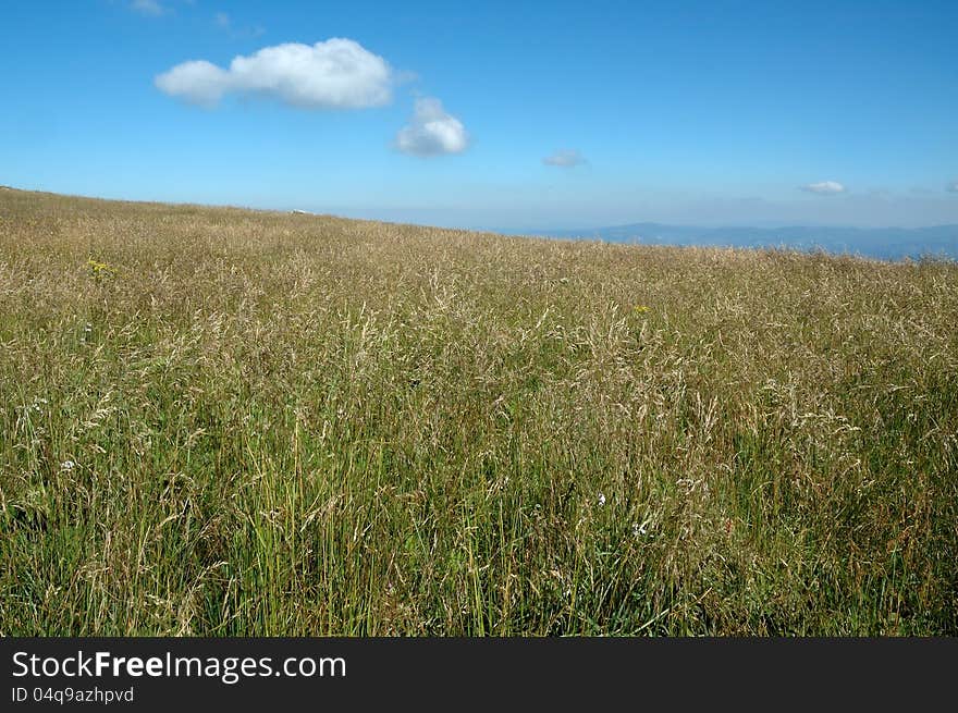 Landscape With Meadow