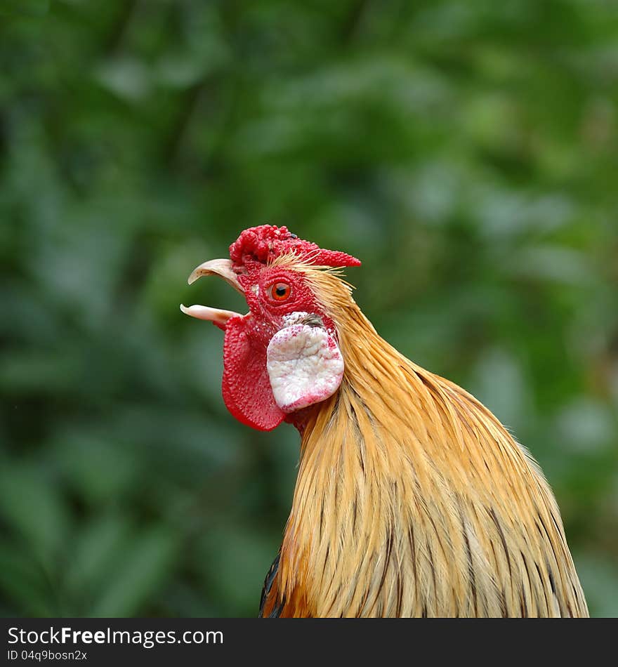 A profile of a rooster, zoo Jihlava, Czech Republic.