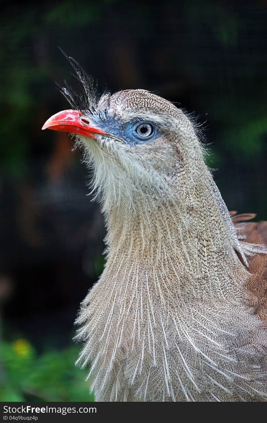 A profile of bird Seriema (Cariama cristata), zoo Jihlava, Czech Republic. A profile of bird Seriema (Cariama cristata), zoo Jihlava, Czech Republic.