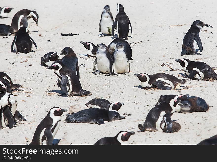 The two very old penguins are seen as the leaders of the group. The two very old penguins are seen as the leaders of the group.