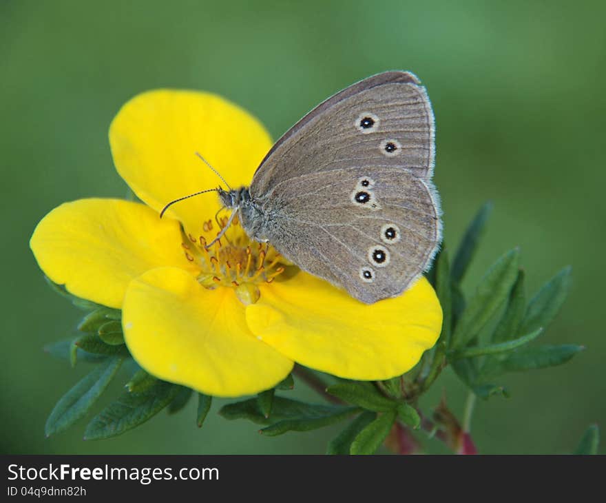 Butterfly on yellow flower cinquefoil. Butterfly on yellow flower cinquefoil