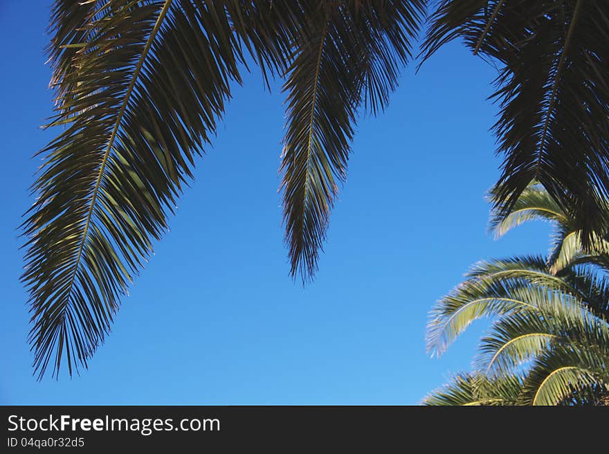 Palm Trees, Leaves And Trunks