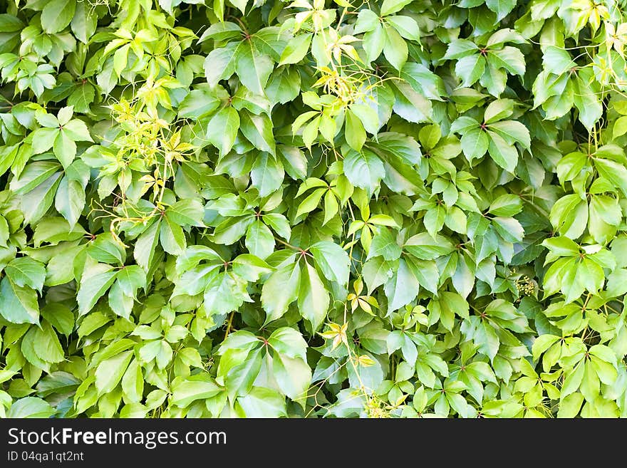 Green leaf -detail of nature in spring