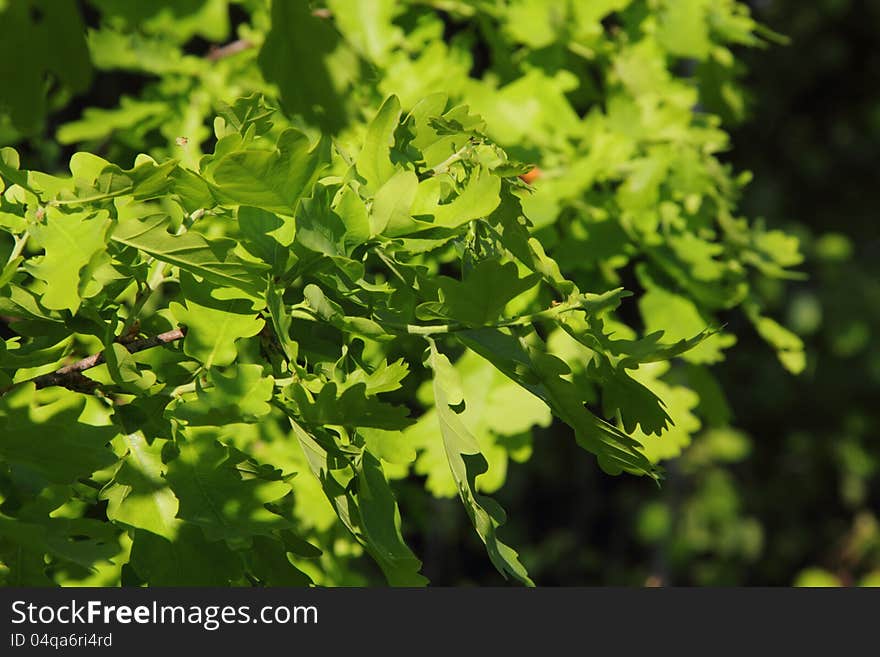 Young leaves of an oak the sun shined with beams. Young leaves of an oak the sun shined with beams.