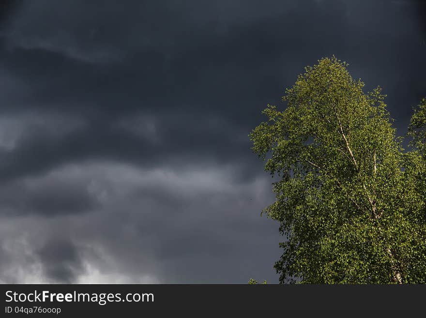 A birch shined with sun beams against thunderclouds. A birch shined with sun beams against thunderclouds.