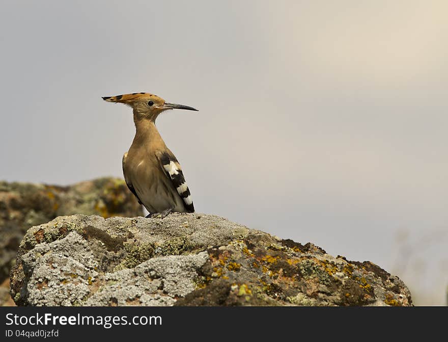 Hoopoe on Rock