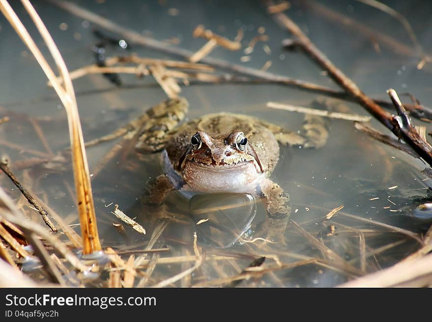 A female grass frog